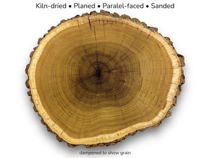 A circular timber cross-section shows a dark center, dense growth rings, and rugged bark.