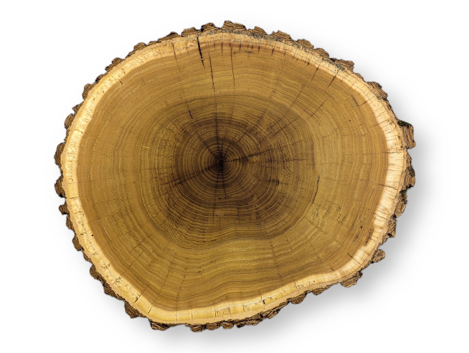 An untreated tree slice with rough bark, showing golden-brown end grain, concentric rings, and radial cracks.