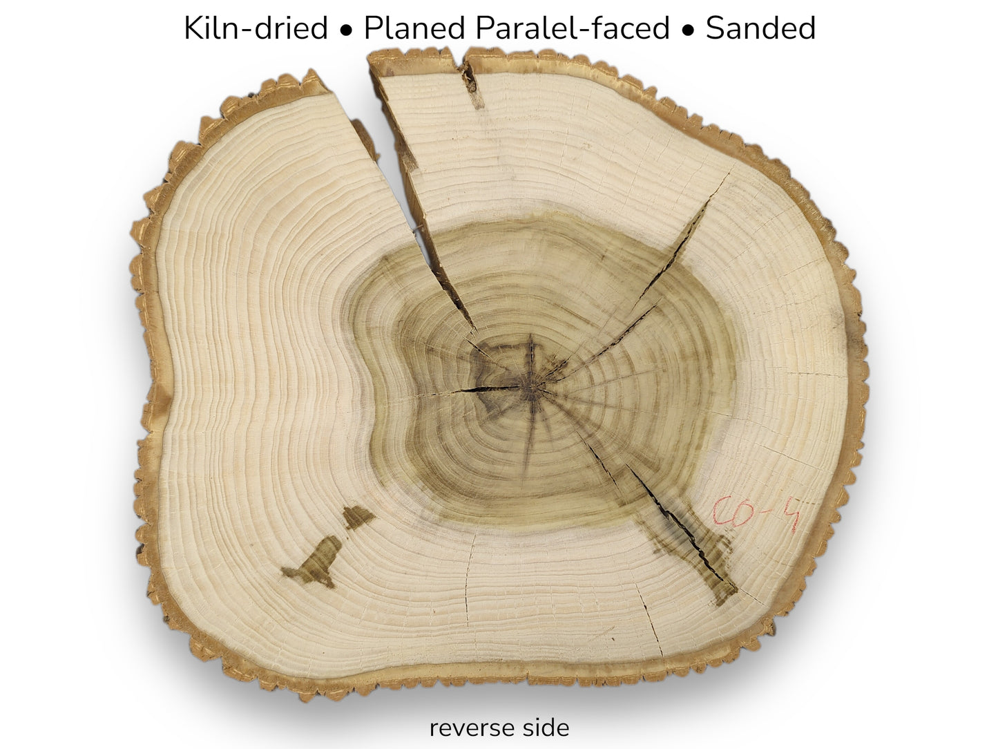 Kiln-dried, planed, sanded tulip tree wood slice, reverse side. Displays natural bark edge, cracks, and tree rings.