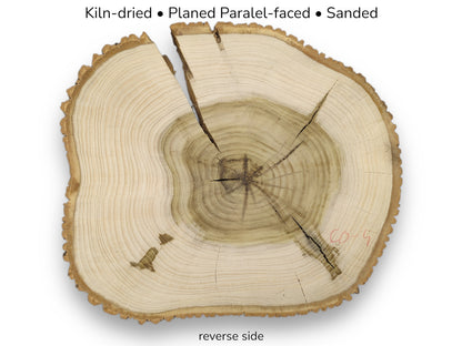 Kiln-dried, planed, sanded tulip tree wood slice, reverse side. Displays natural bark edge, cracks, and tree rings.