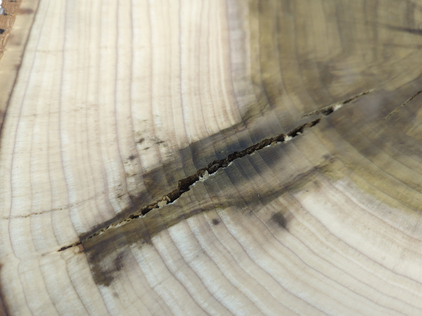 Tulip tree wood slice end grain with light sapwood, dark heartwood, concentric rings, and a prominent crack.