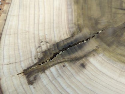 Tulip tree wood slice end grain with light sapwood, dark heartwood, concentric rings, and a prominent crack.
