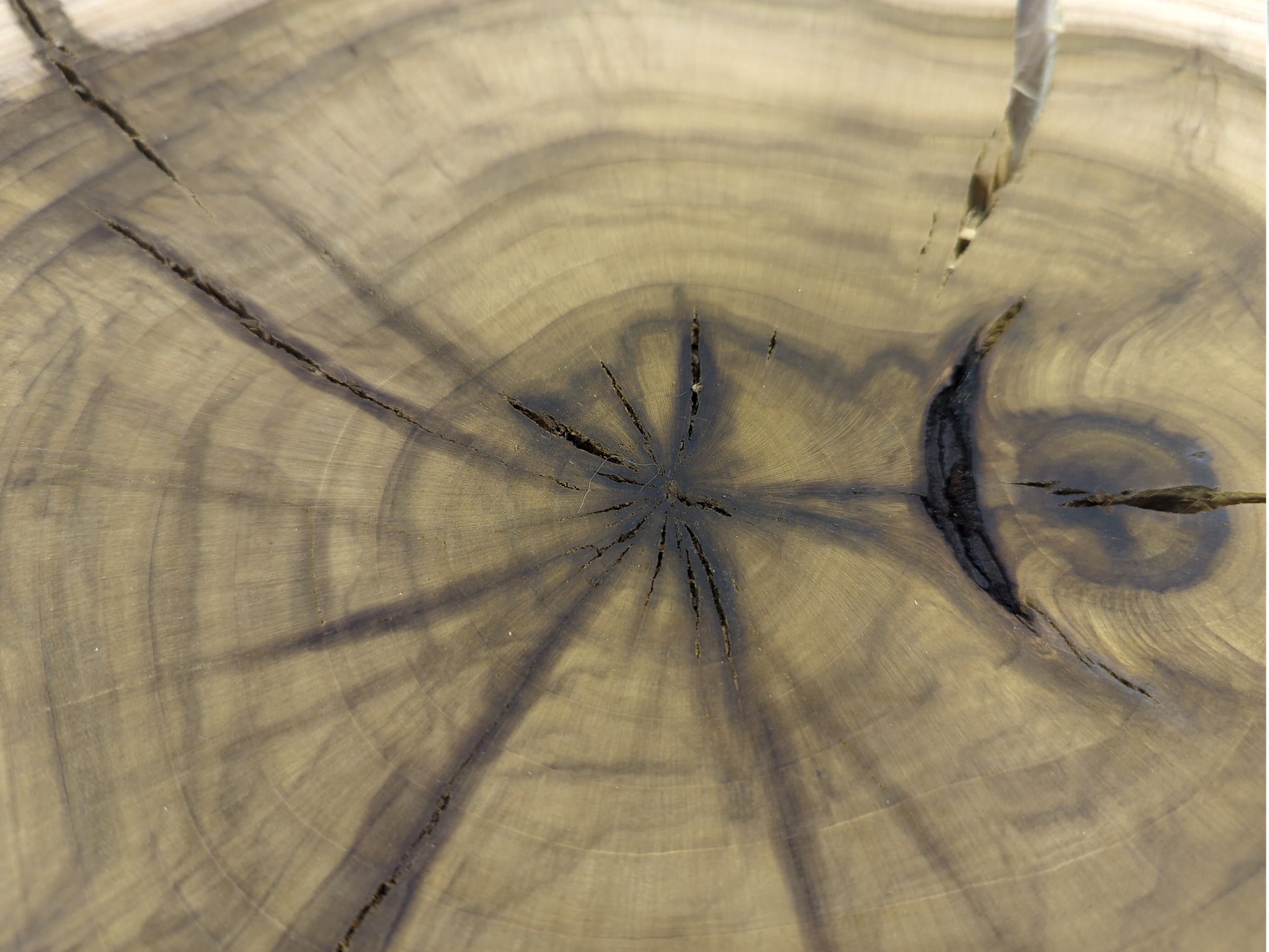 Natural tulip tree wood slice with visible concentric rings, prominent dark heartwood, and multiple radiating cracks.
