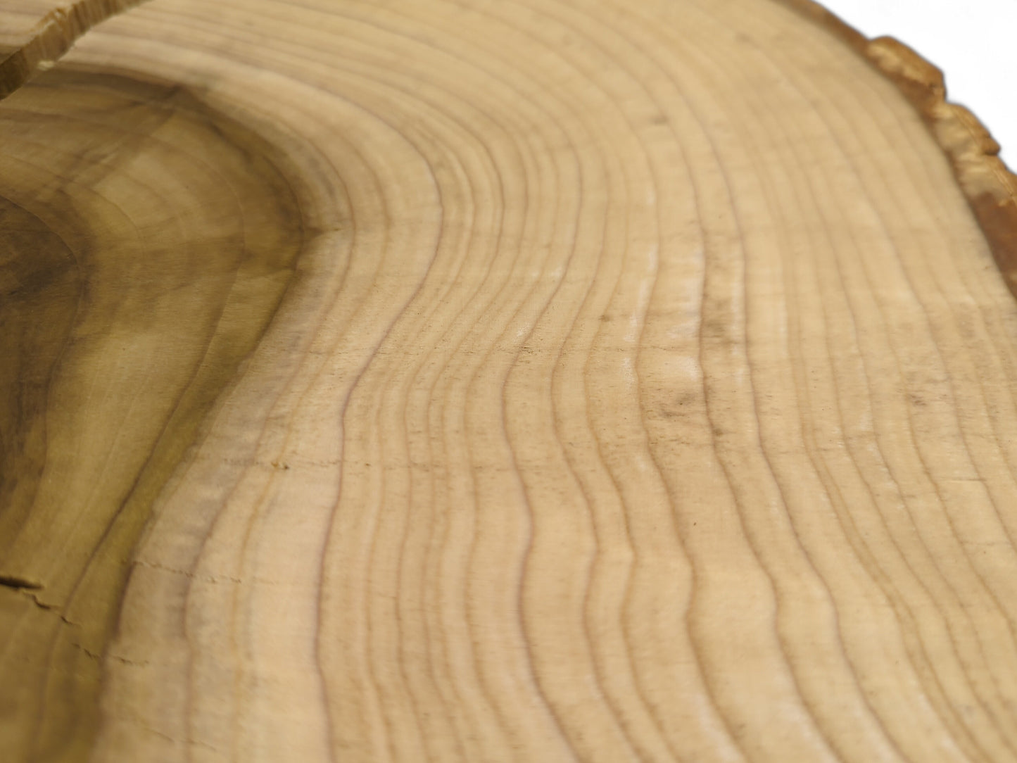 End grain close-up of a tulip tree wood slice with light sapwood, dark heartwood, and wavy rings.