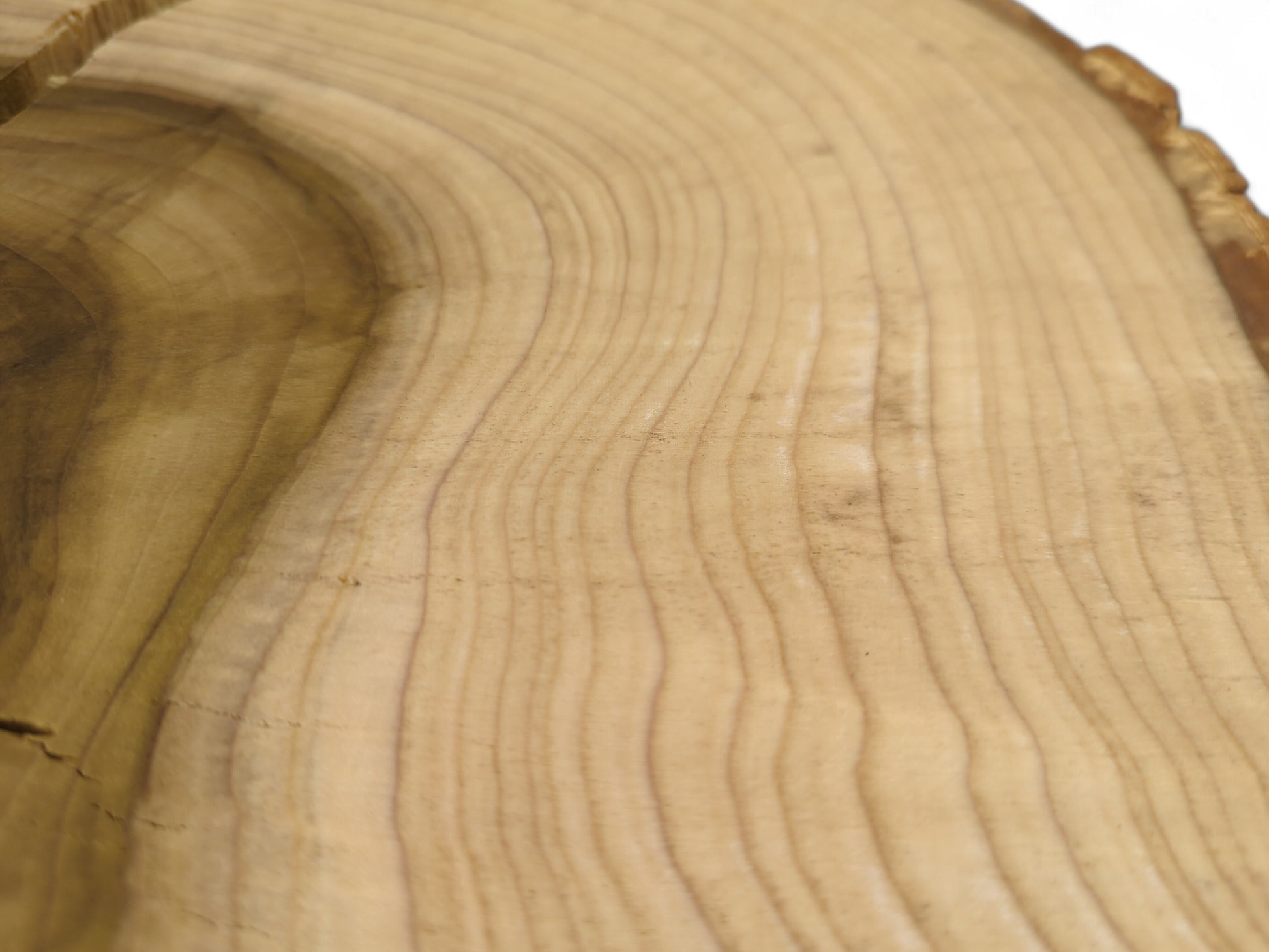 End grain close-up of a tulip tree wood slice with light sapwood, dark heartwood, and wavy rings.