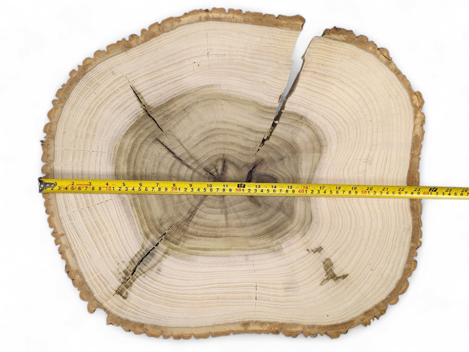 Rough-edged tulip tree wood slice displaying light sapwood, dark heartwood, cracks, and a yellow measuring tape.