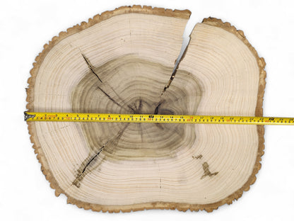 Rough-edged tulip tree wood slice displaying light sapwood, dark heartwood, cracks, and a yellow measuring tape.