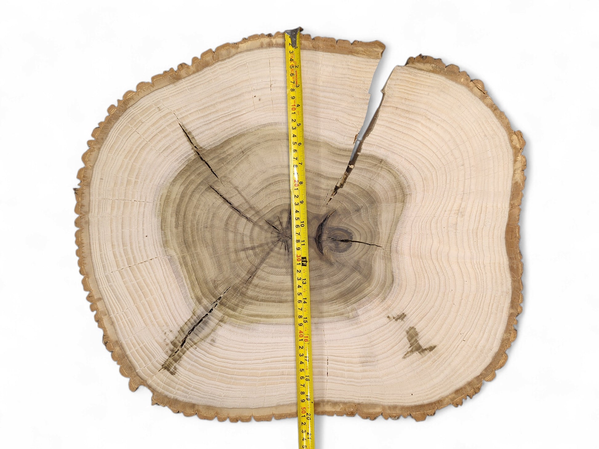 Irregular end grain tulip tree wood round with light sapwood, dark heartwood, cracks, and measuring tape.