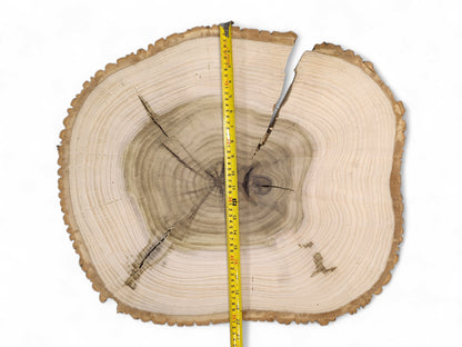Irregular end grain tulip tree wood round with light sapwood, dark heartwood, cracks, and measuring tape.