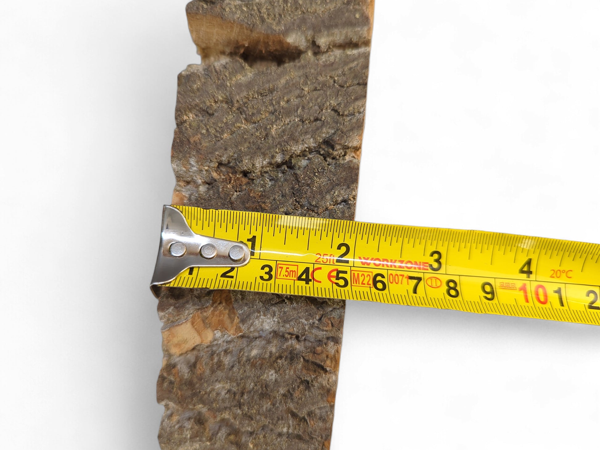 Measuring tape against the rough, dark bark of a wood slice showing its thickness on a white background.