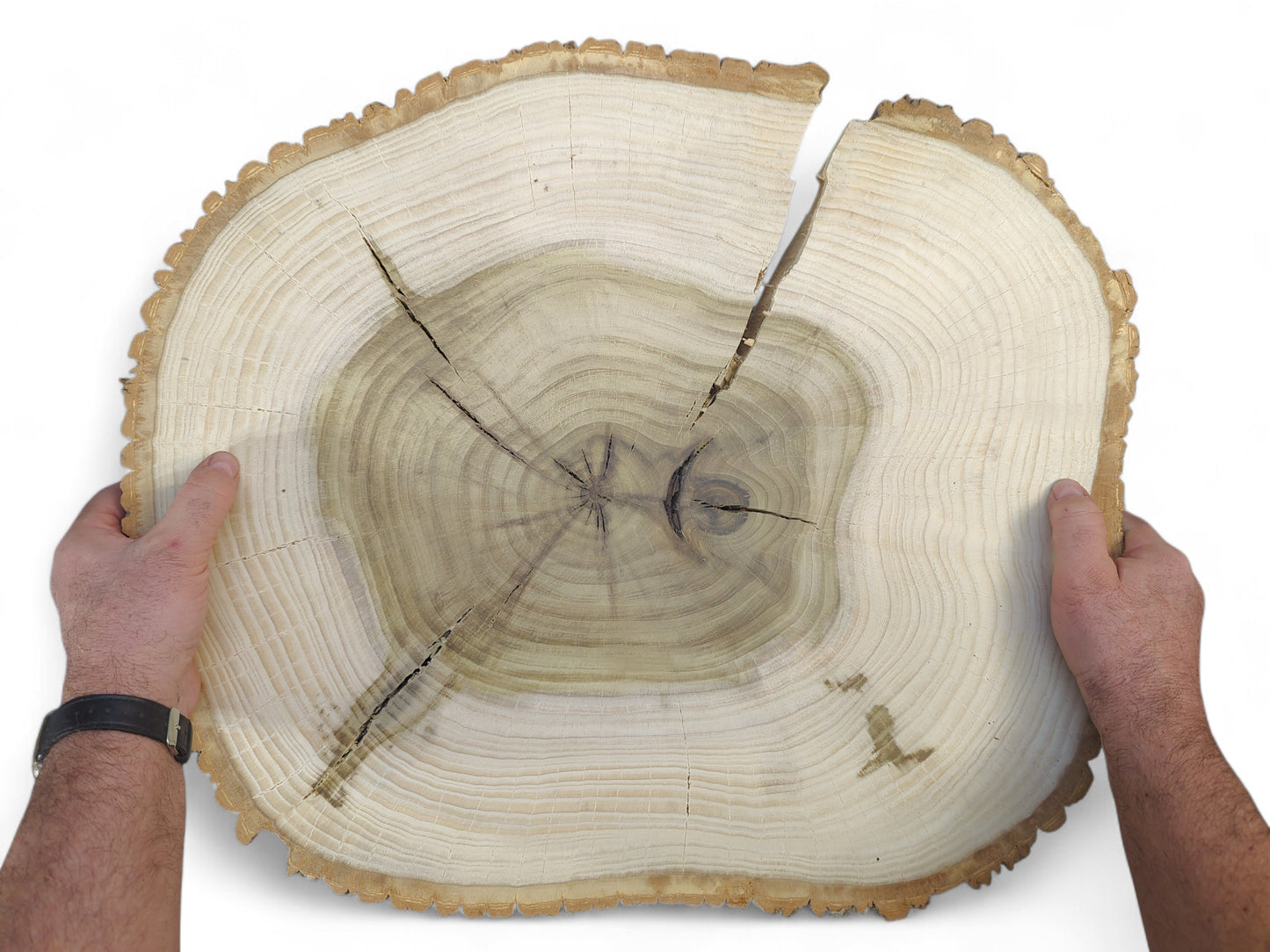 Two hands hold a round natural tulip tree wood slice showing bark, tree rings, and large cracks.