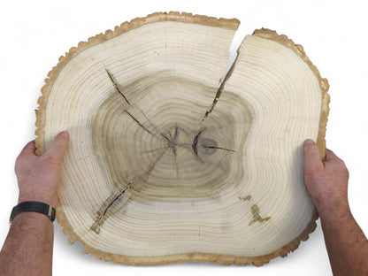 Two hands hold a round natural tulip tree wood slice showing bark, tree rings, and large cracks.