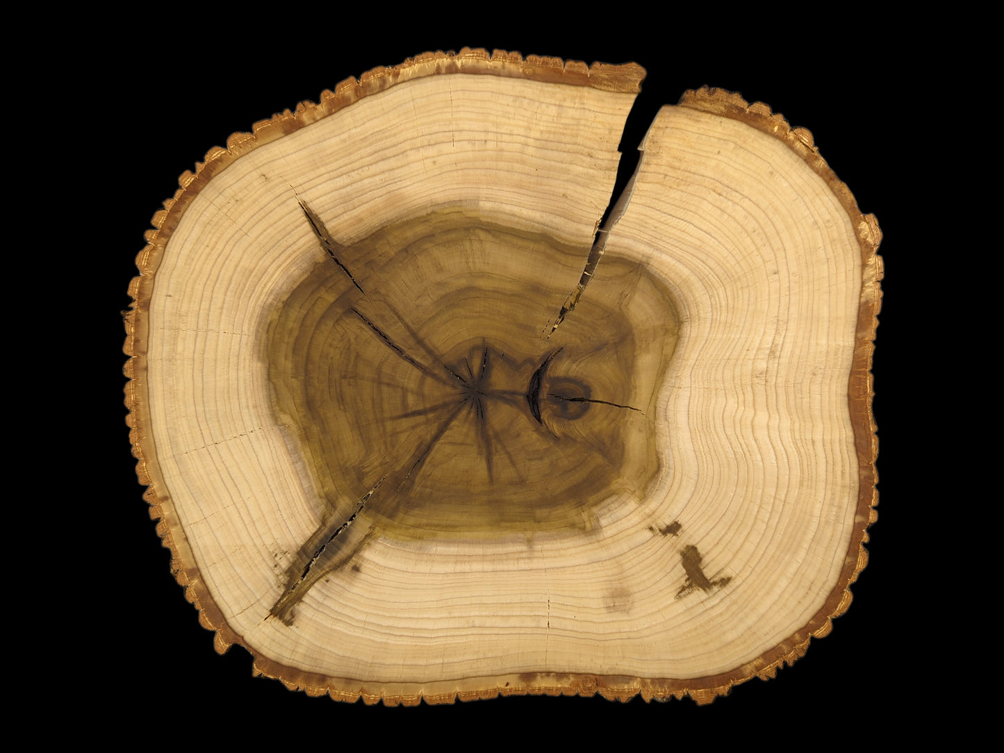 Irregular tulip tree wood slice showing light sapwood, dark heartwood, bark edge, tree rings, and multiple cracks.