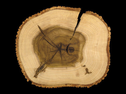 Irregular tulip tree wood slice showing light sapwood, dark heartwood, bark edge, tree rings, and multiple cracks.