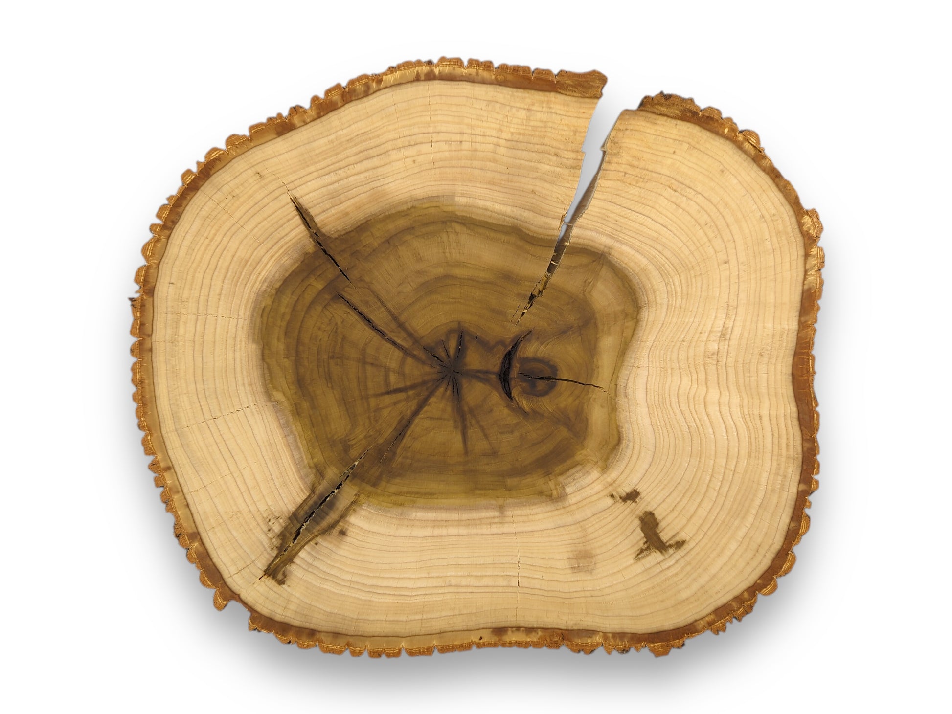 A natural tulip tree wood slice with bark, showing light sapwood, dark heartwood, rings, and several cracks.