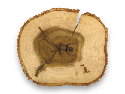 A natural tulip tree wood slice with bark, showing light sapwood, dark heartwood, rings, and several cracks.