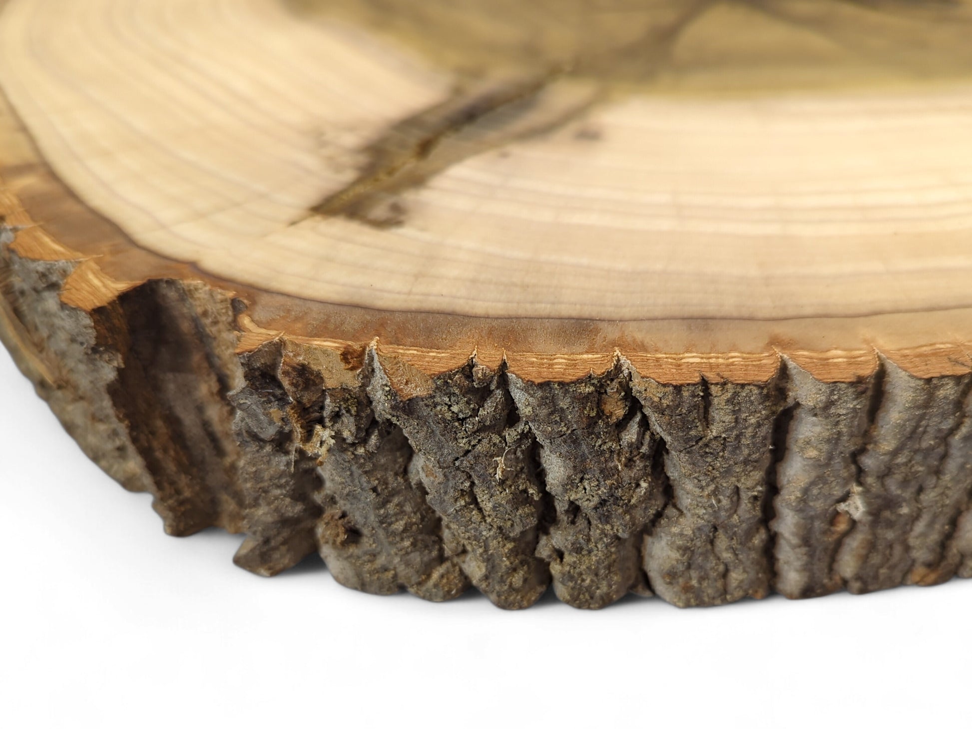Close-up of a natural tulip tree wood slice with rough bark edge and light-colored end grain.