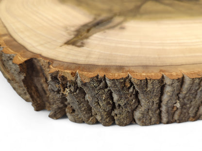 Close-up of a natural tulip tree wood slice with rough bark edge and light-colored end grain.