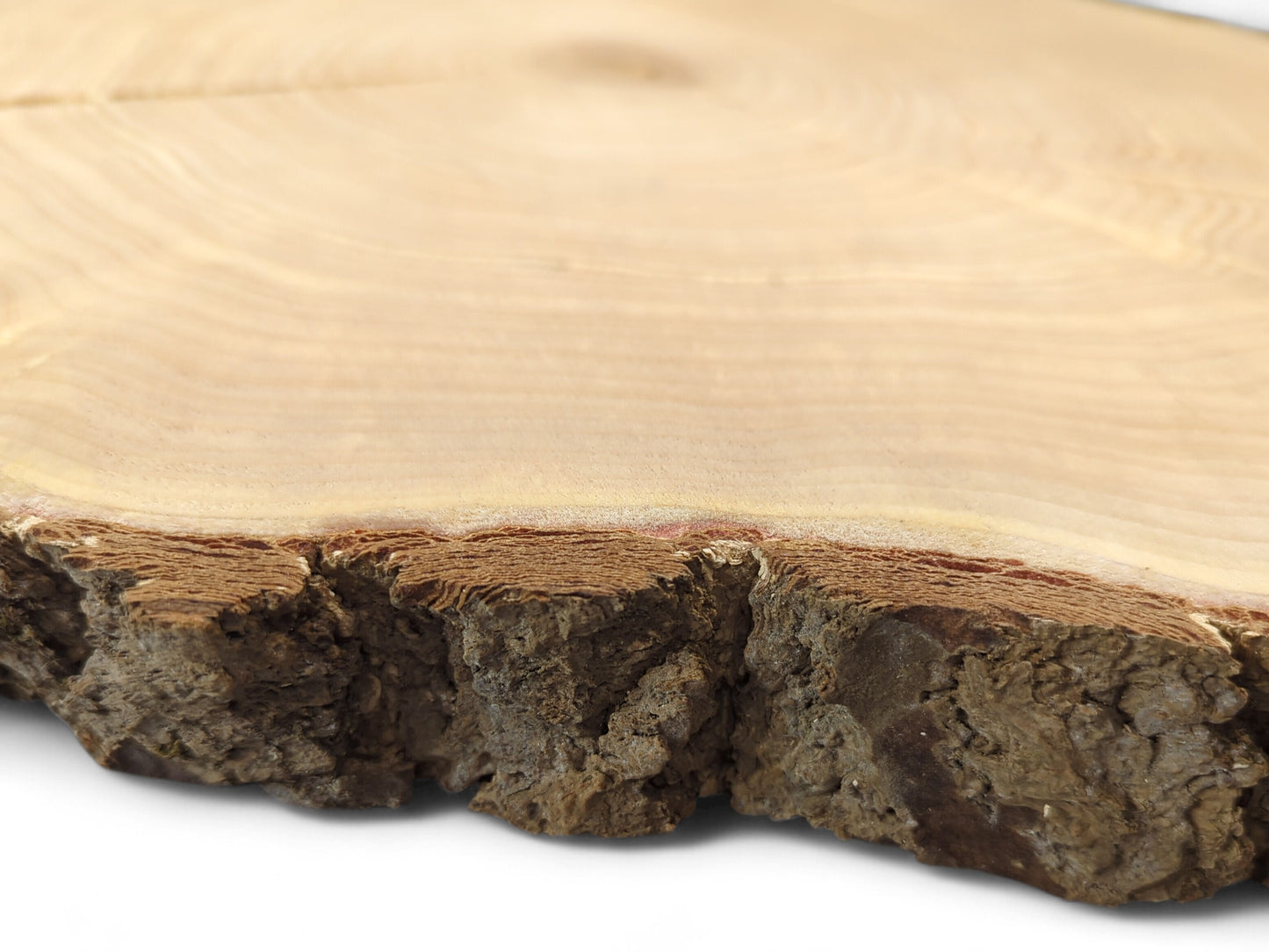 A detailed view of a pale wood slice, featuring visible annual rings, rough bark, and a surface crack.