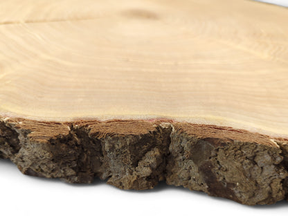 A detailed view of a pale wood slice, featuring visible annual rings, rough bark, and a surface crack.