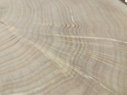 Close-up of a light beige end-grain wood surface with distinct, undulating growth rings and linear cracks.