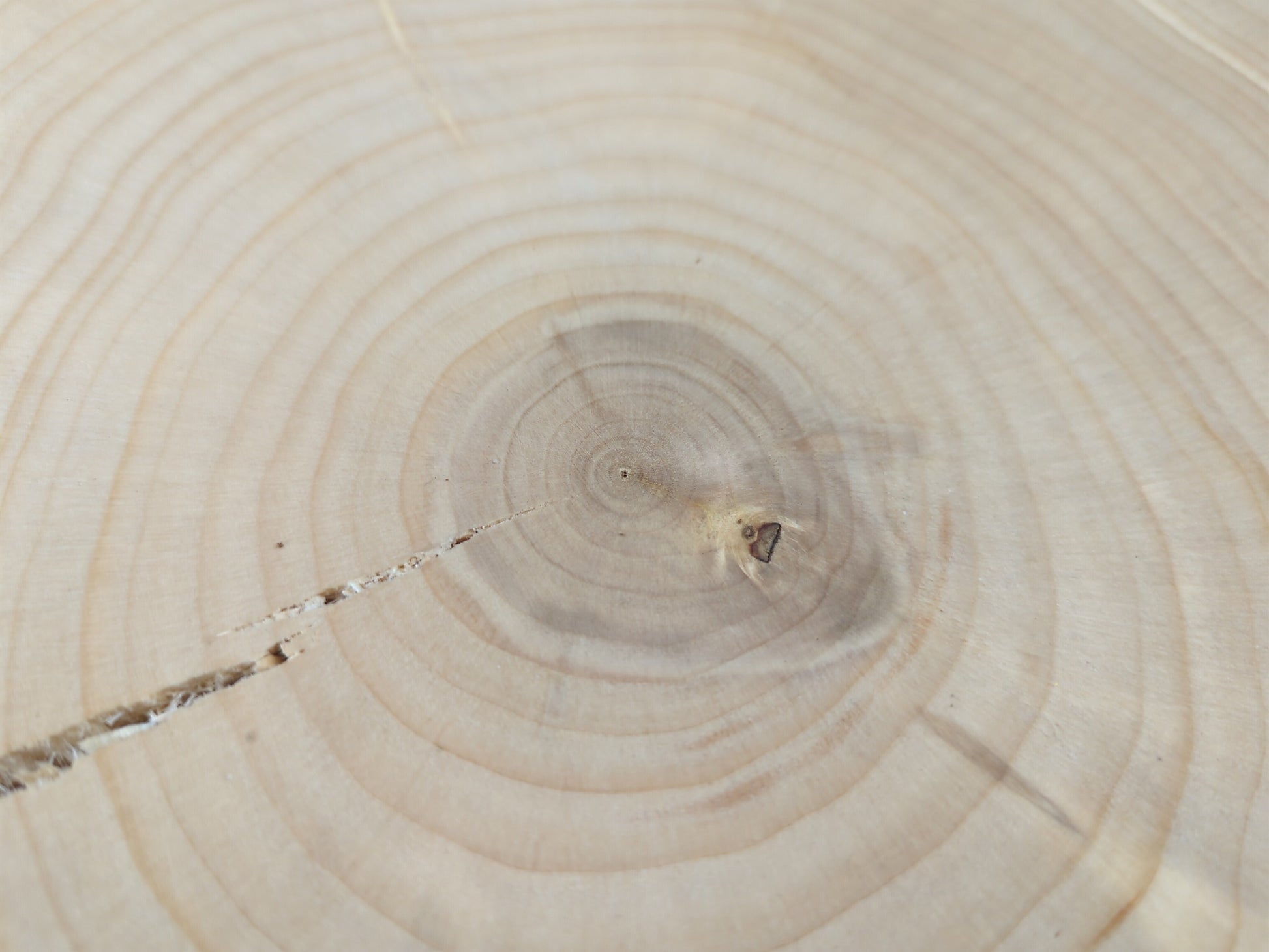Pale beige end-grain wood surface with concentric annual rings, a long crack, and a small dark knot.