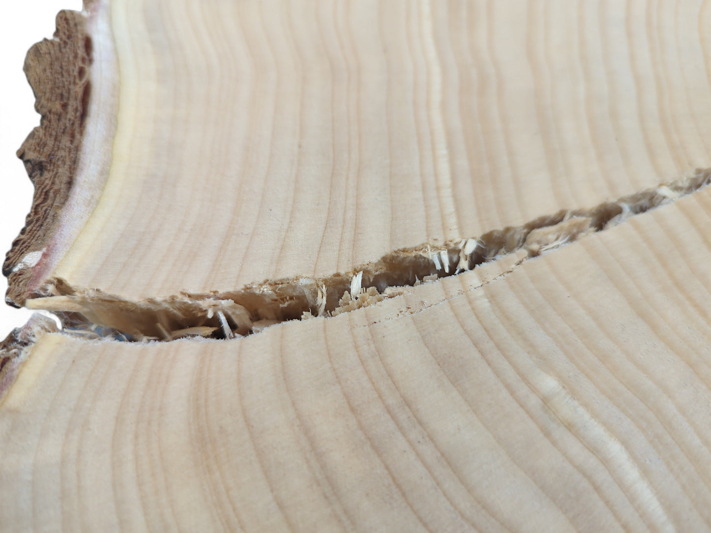 Irregular light wood slice showing rough bark, undulating grain, and a prominent jagged crack.