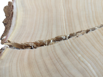 Irregular light wood slice showing rough bark, undulating grain, and a prominent jagged crack.