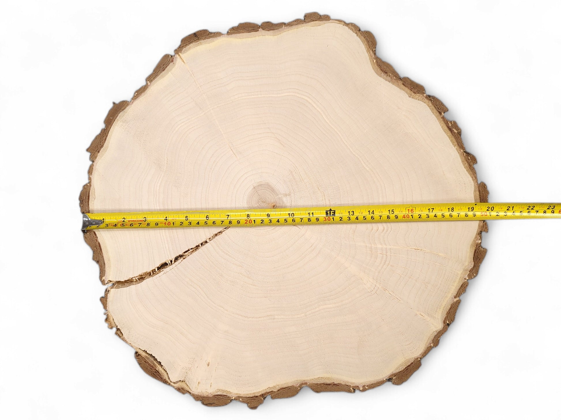 An irregular pale wood round with visible annual rings, rough bark, a crack, and a measuring tape.