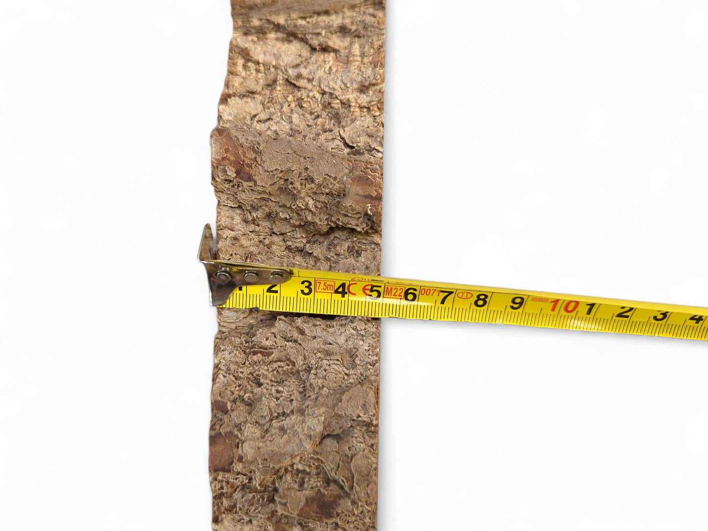 A segment of rough, light brown tree bark measured horizontally by a yellow tape against white background.