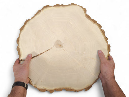 Irregular pale wood slice with bark, distinct annual rings, and a prominent crack, held by hands.