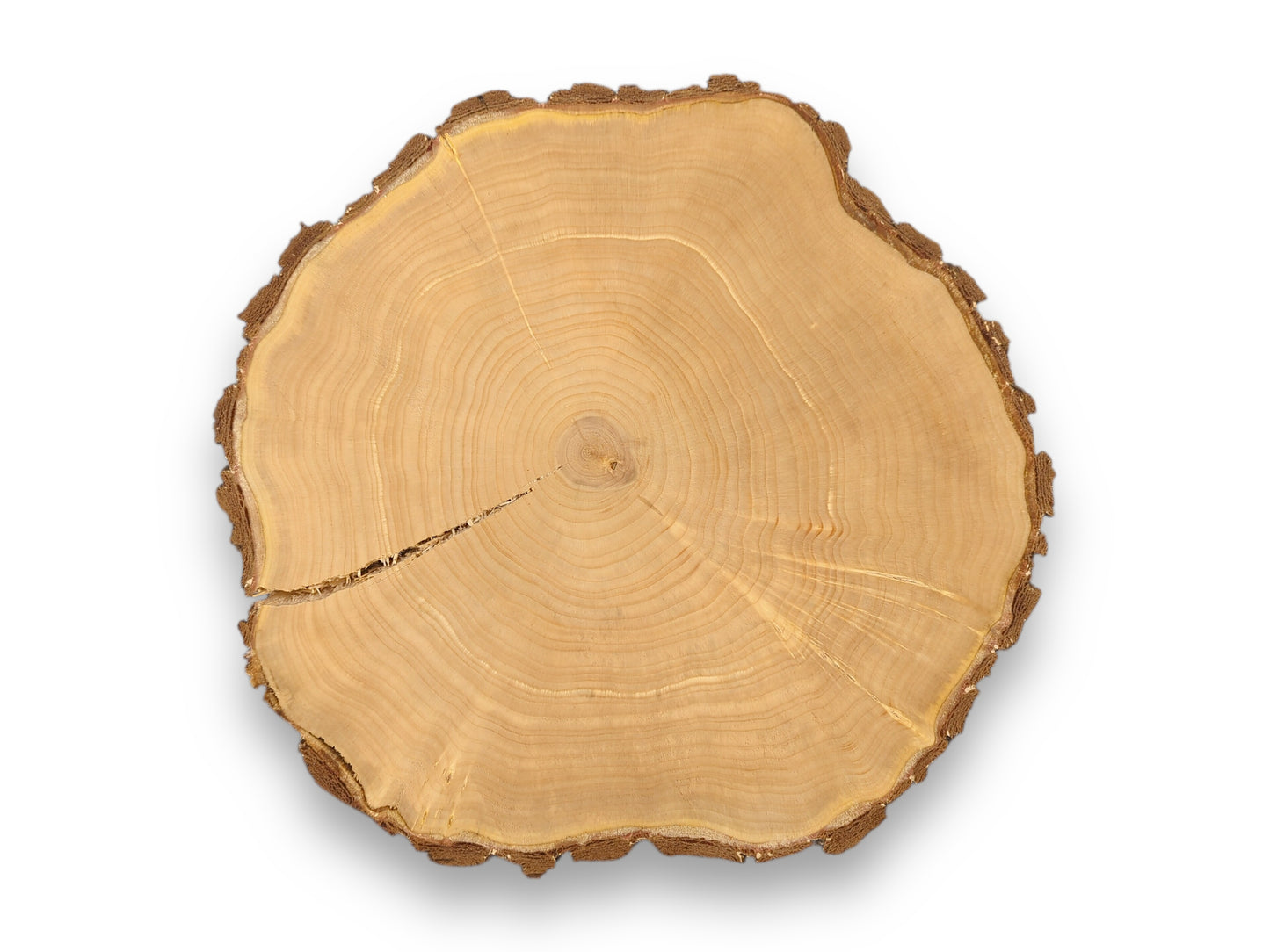 Pale wood cookie showing its end grain, textured bark, distinct annual rings, and a central crack.