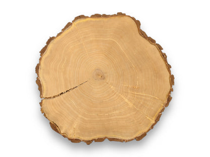 Pale wood cookie showing its end grain, textured bark, distinct annual rings, and a central crack.