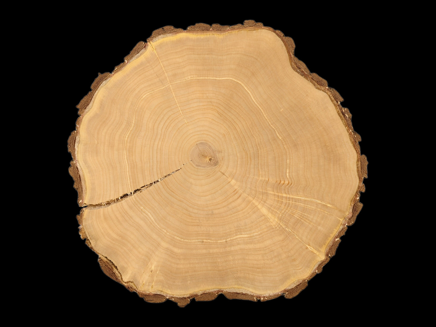Light-colored, irregular wood round with rough bark, distinct annual rings, and a prominent central crack.
