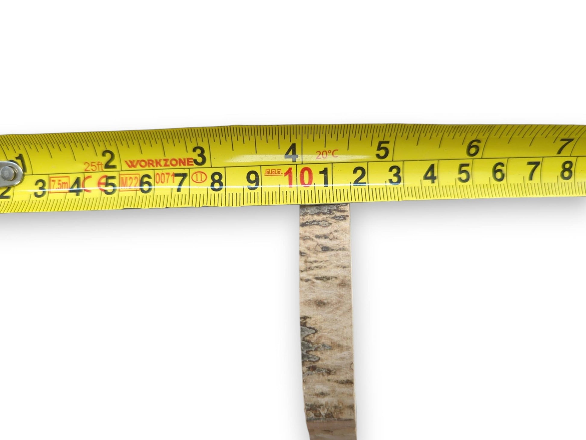 A yellow measuring tape gauges the thickness of a timber disc's mottled bark edge.