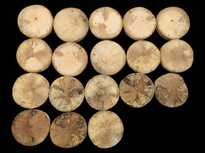 A flat lay of eighteen wood rounds, graduating from pale to heavily spalted discs.
