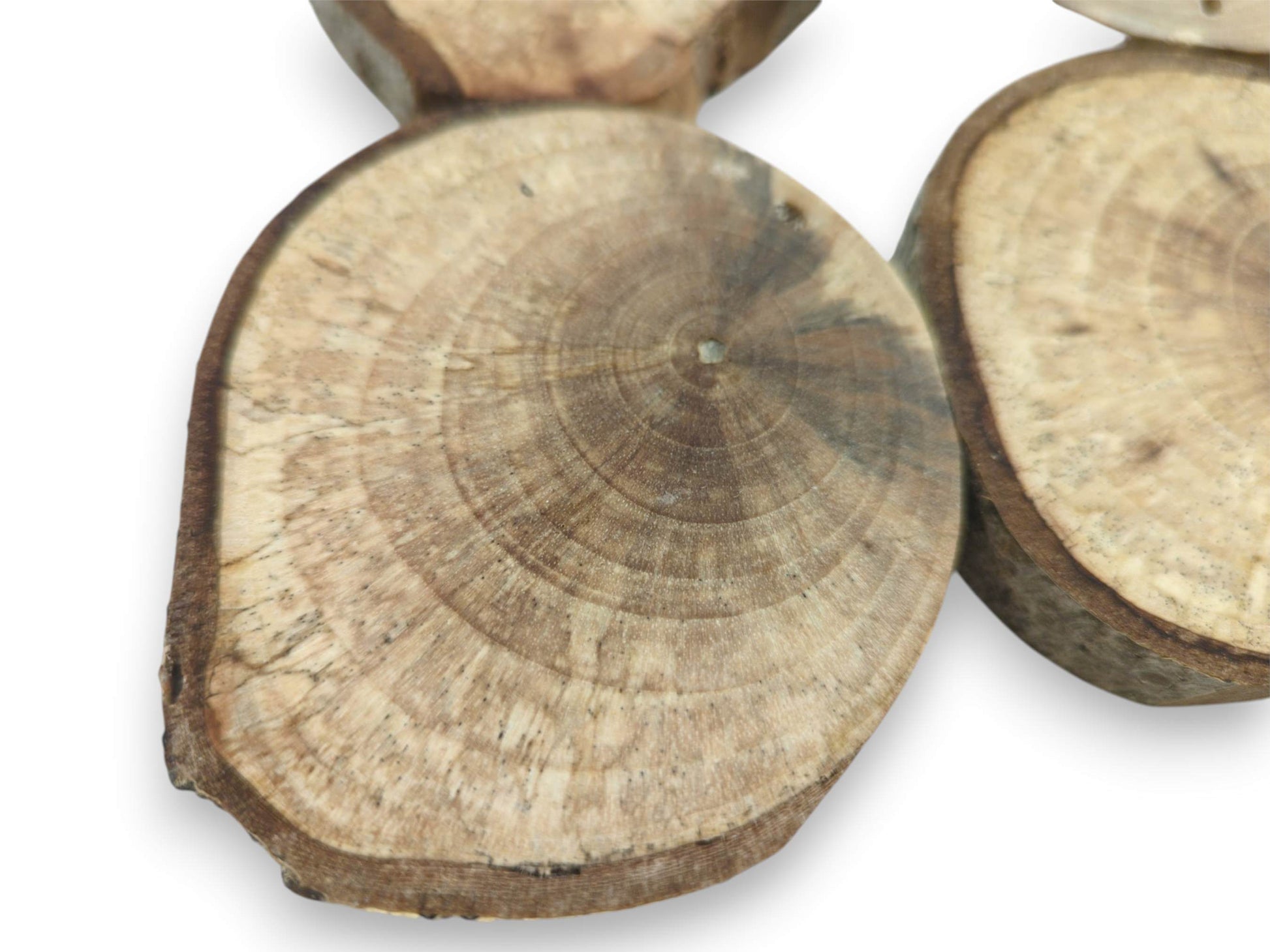 A detailed macro view of a wood round shows fine growth rings and dark discoloration.