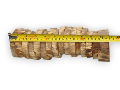 A tape measure spans a fanned row of oak discs, revealing their textured side grain.