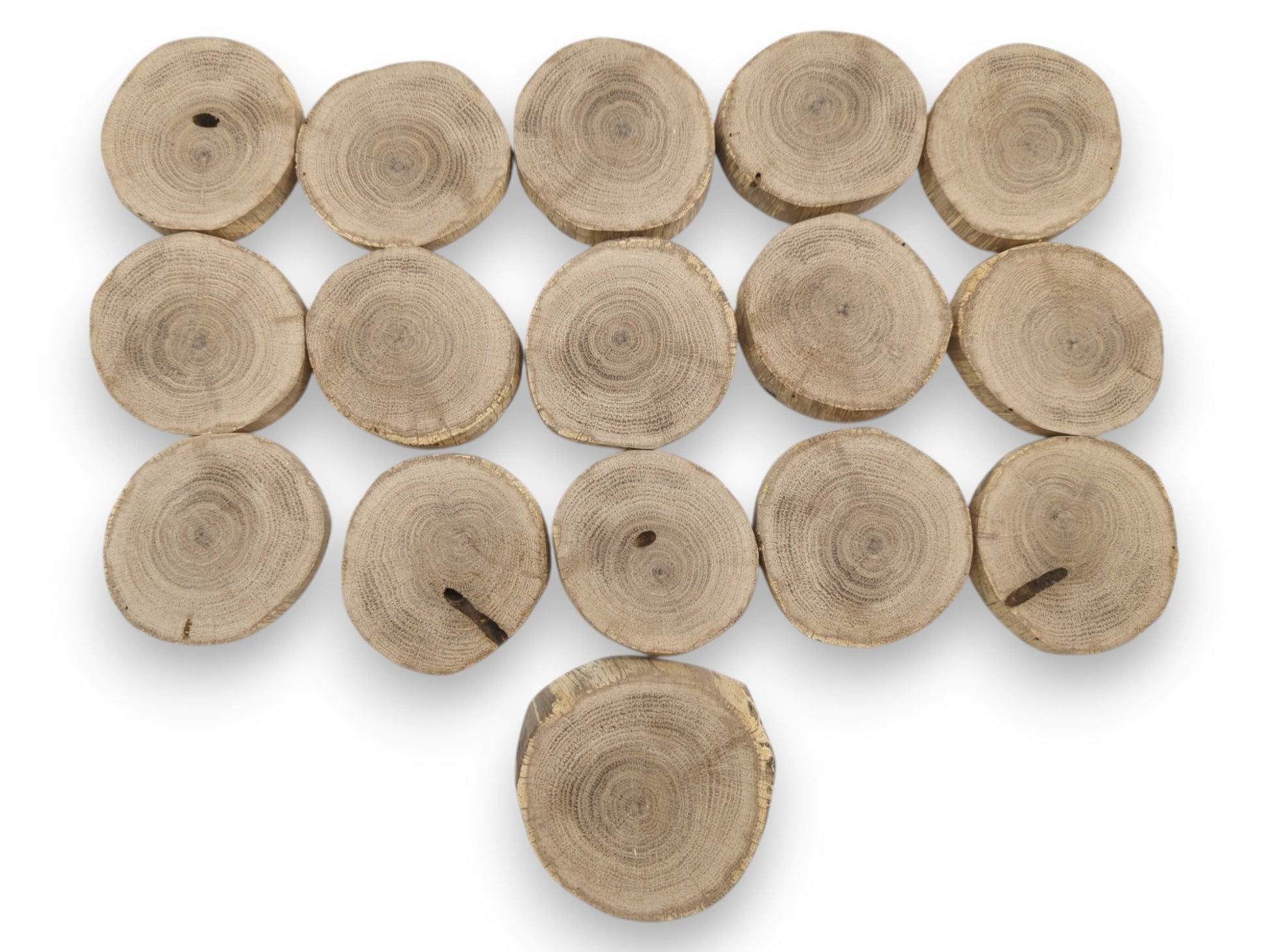 Sixteen circular oak cross-sections arranged in rows display their detailed annual growth rings.