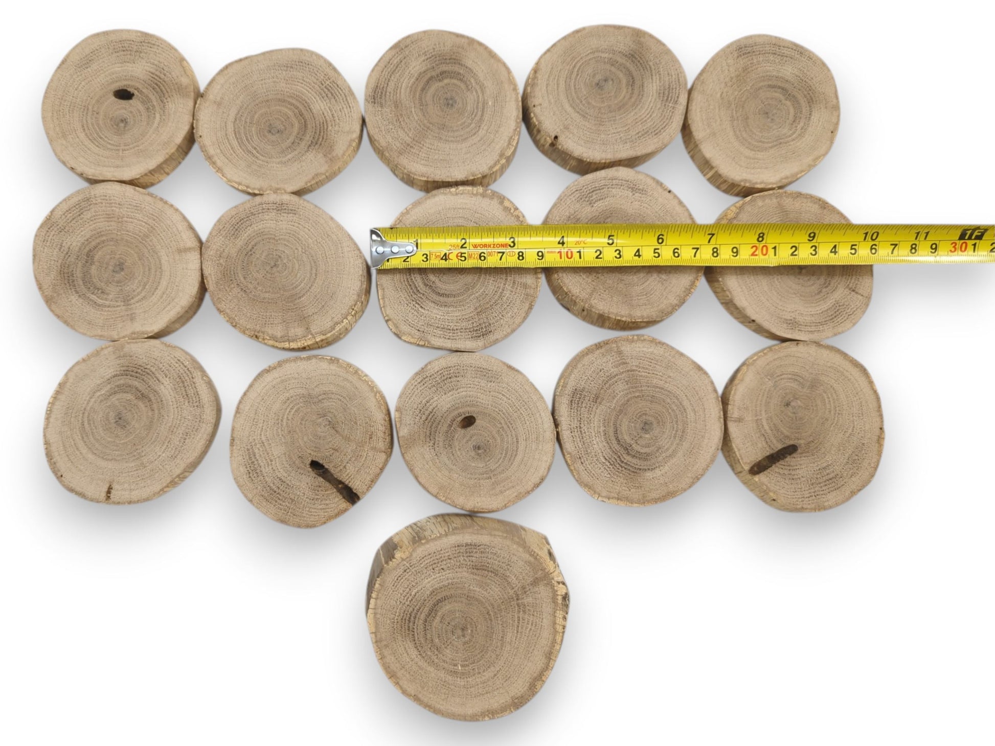 A yellow tape measure stretches across a row of sixteen circular oak cross-sections on white.
