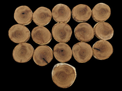 A flat lay of sixteen circular timber discs showing detailed end grain against a black backdrop.