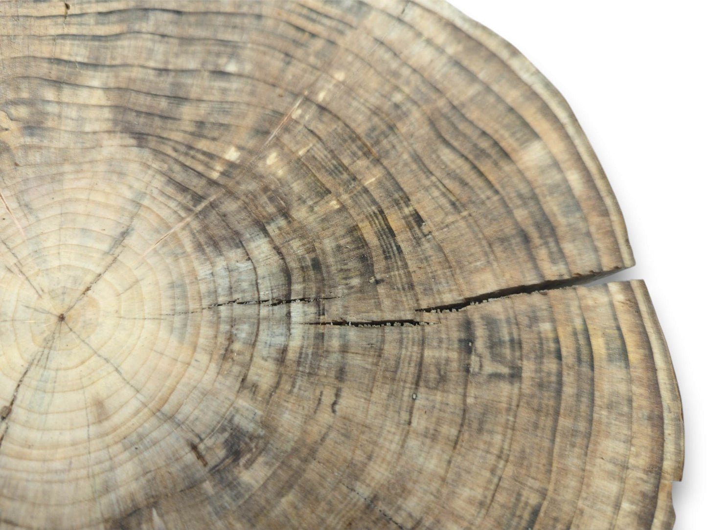 Close-up of a natural wood slice showing prominent growth rings, cracks, and a smooth surface.