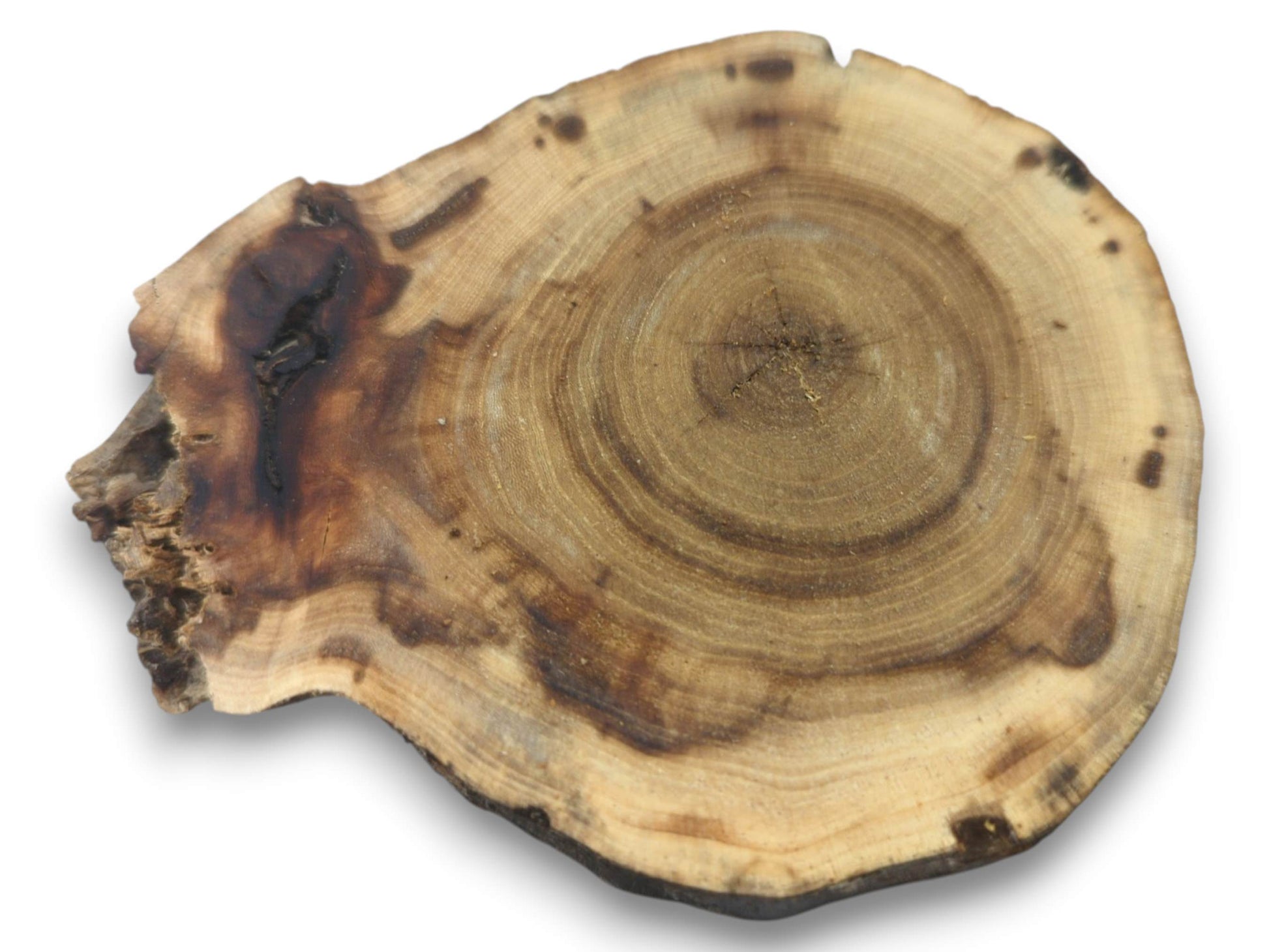 A single, untreated pine wood slice with prominent growth rings and dark natural bark edges.