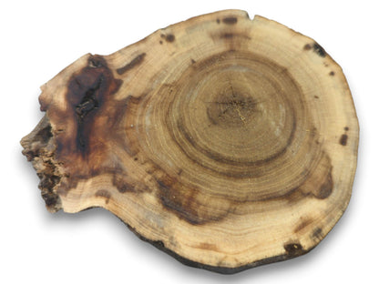 A single, untreated pine wood slice with prominent growth rings and dark natural bark edges.
