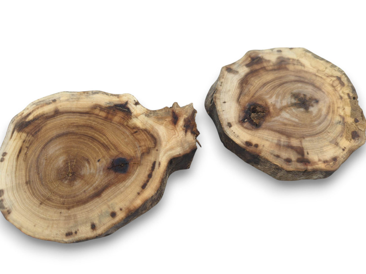 Two natural pine wood slices with visible growth rings, dark knots, and irregular bark edges.