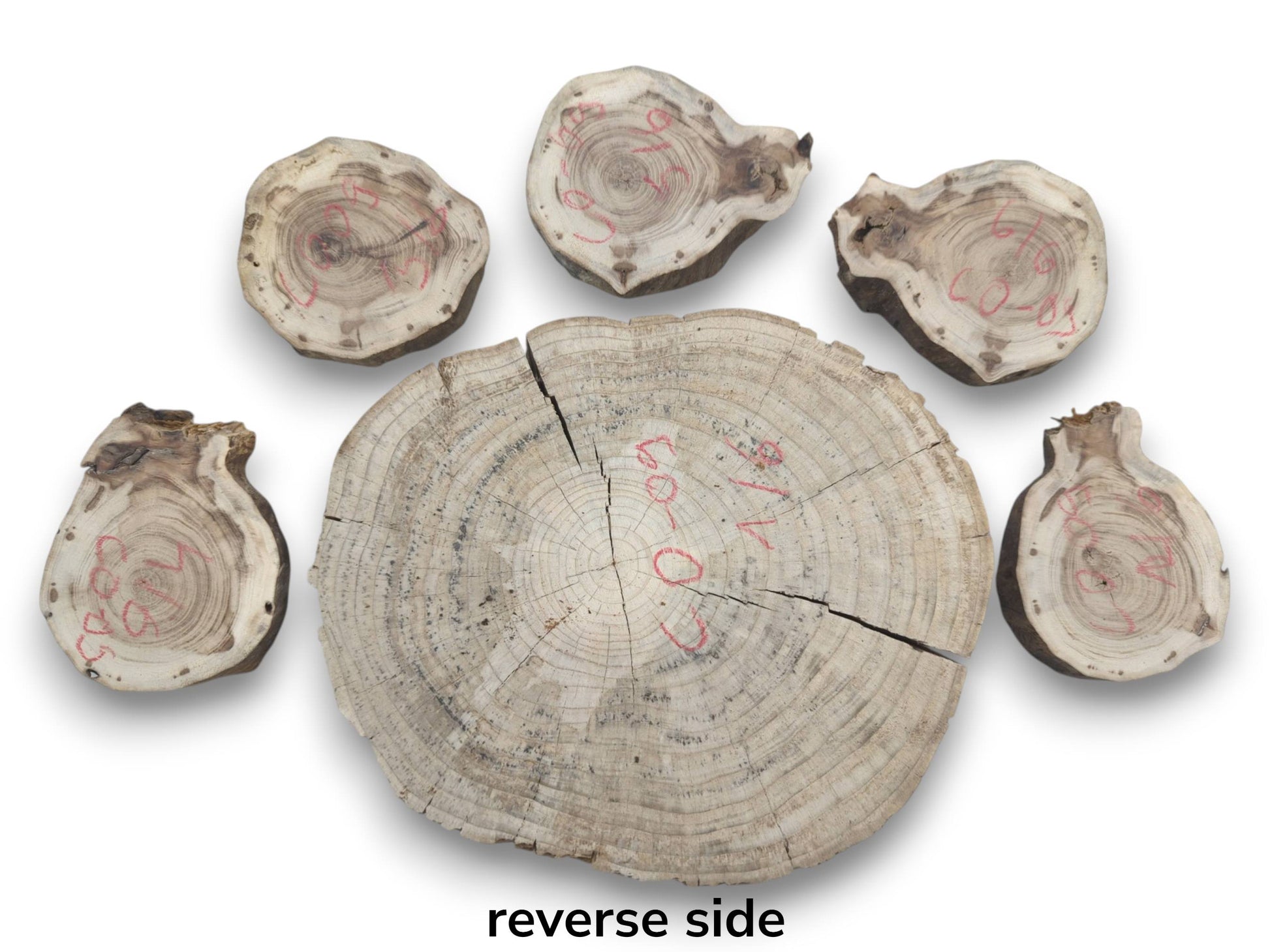 Six untreated wood slices, one large and five smaller, with visible growth rings and cracks.