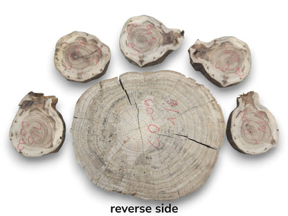 Six untreated wood slices, one large and five smaller, with visible growth rings and cracks.