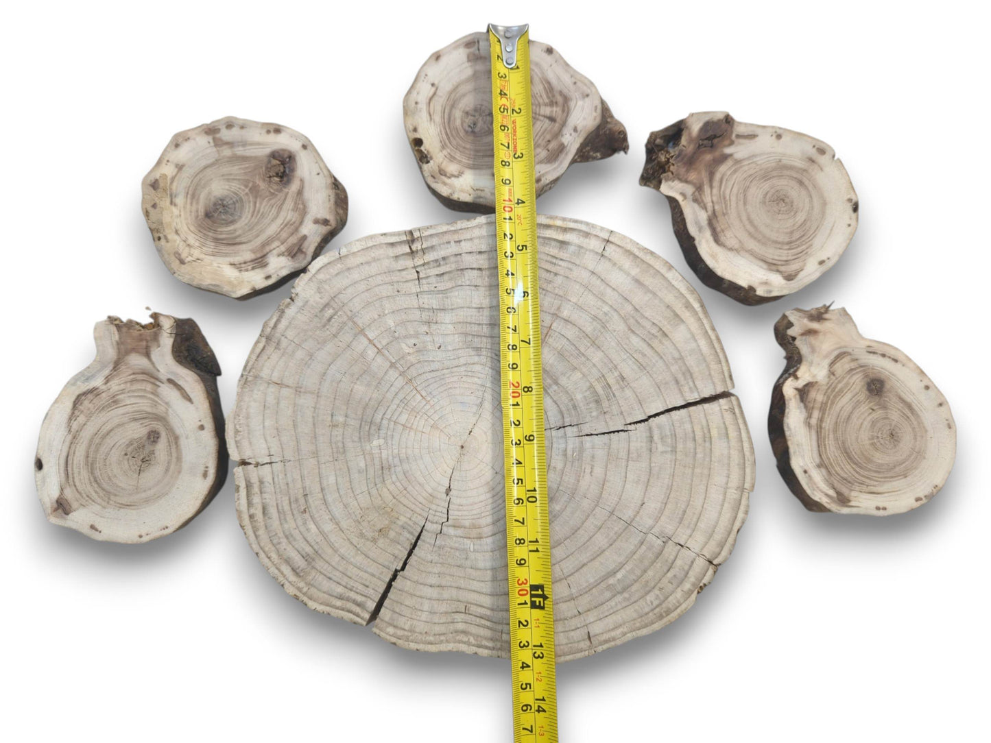 Six untreated pine wood slices, one large and five smaller, with visible growth rings and cracks.