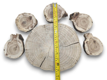 Six untreated pine wood slices, one large and five smaller, with visible growth rings and cracks.