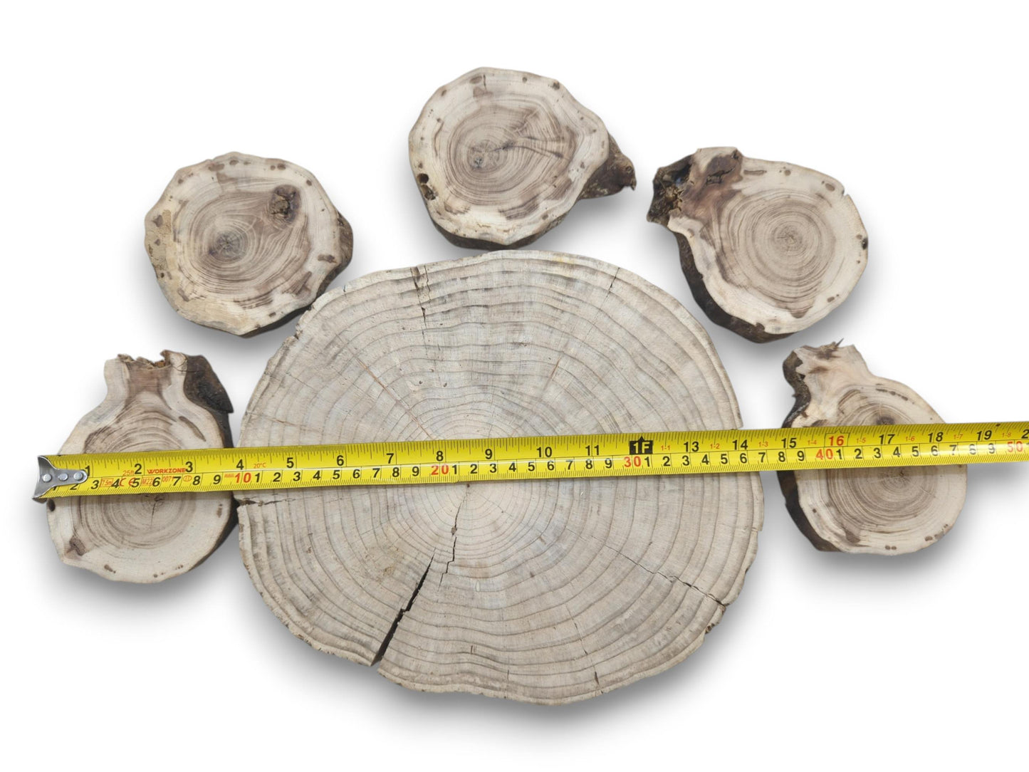 Six untreated wood slices, one large and five smaller, with visible growth rings and cracks.